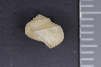 Media type: image;   Malacology 89661 Description: Image of dry shell. Photographed for a researcher request.;  Aspect: LAT